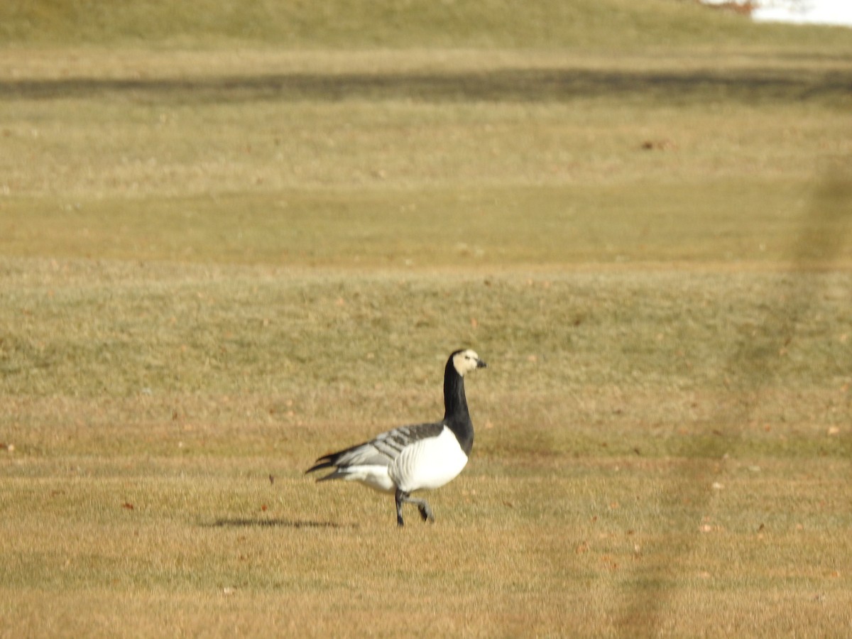 Barnacle Goose - ML409411851
