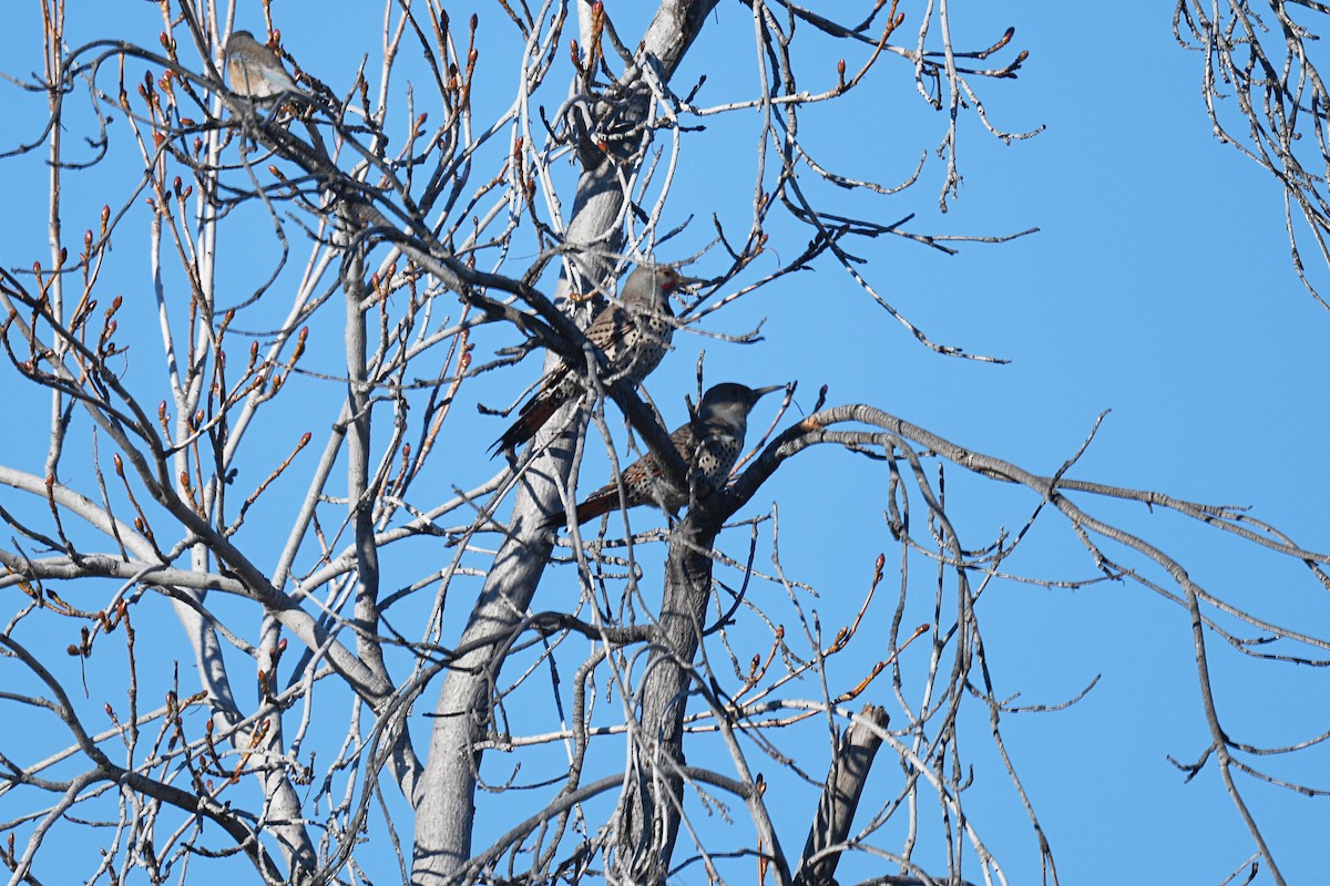 Northern Flicker (Red-shafted) - ML409412631