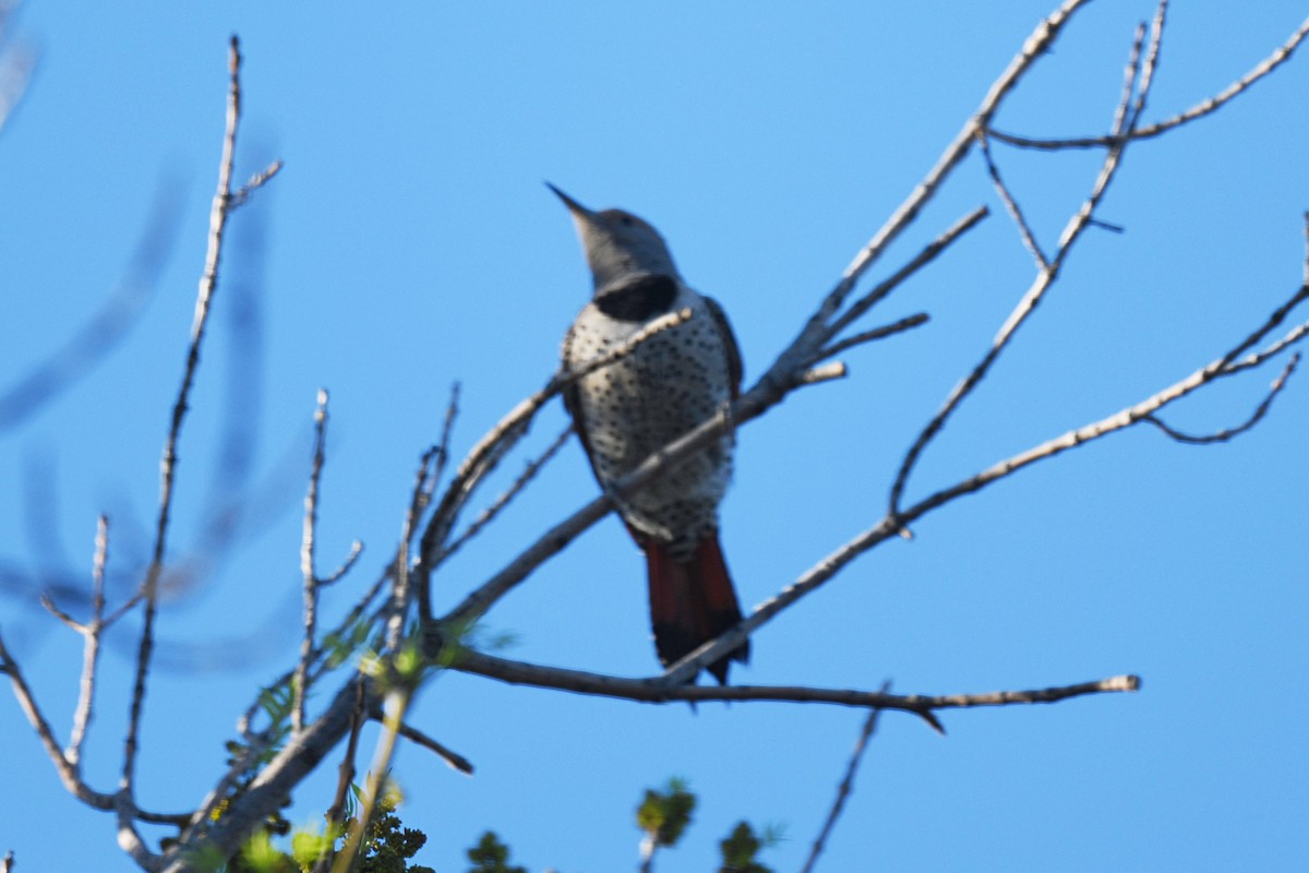 Northern Flicker (Red-shafted) - ML409412681