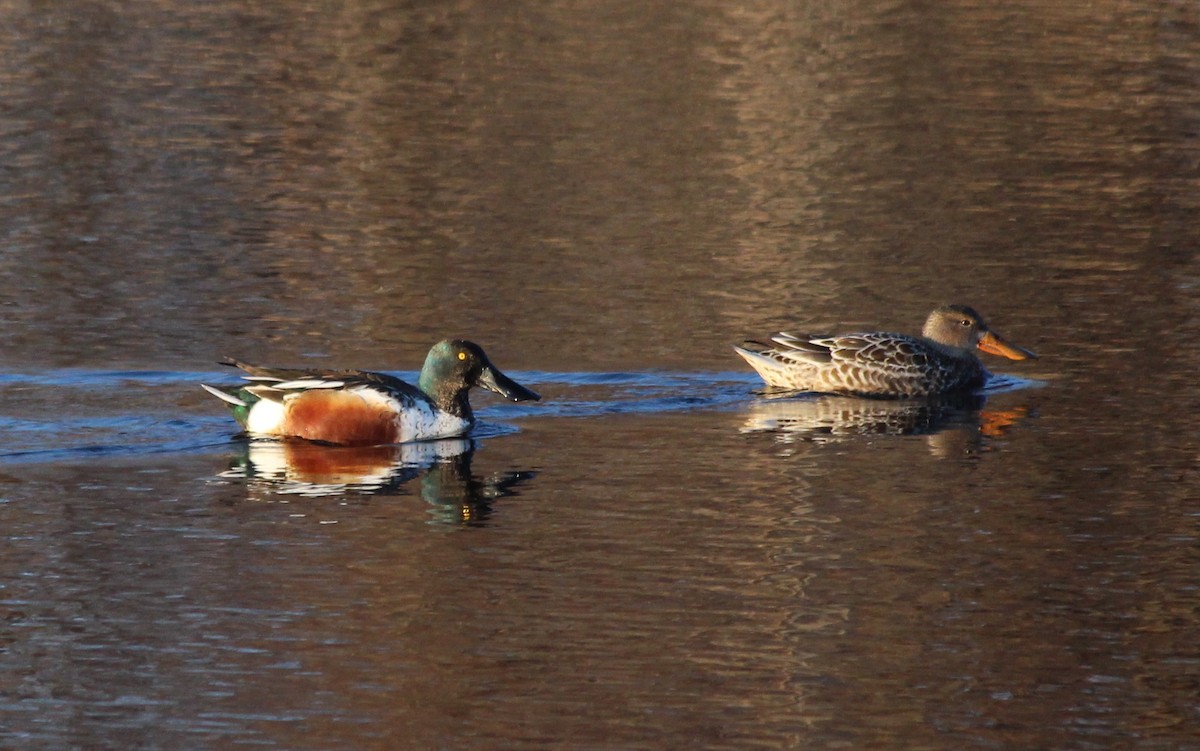 Northern Shoveler - ML409413291