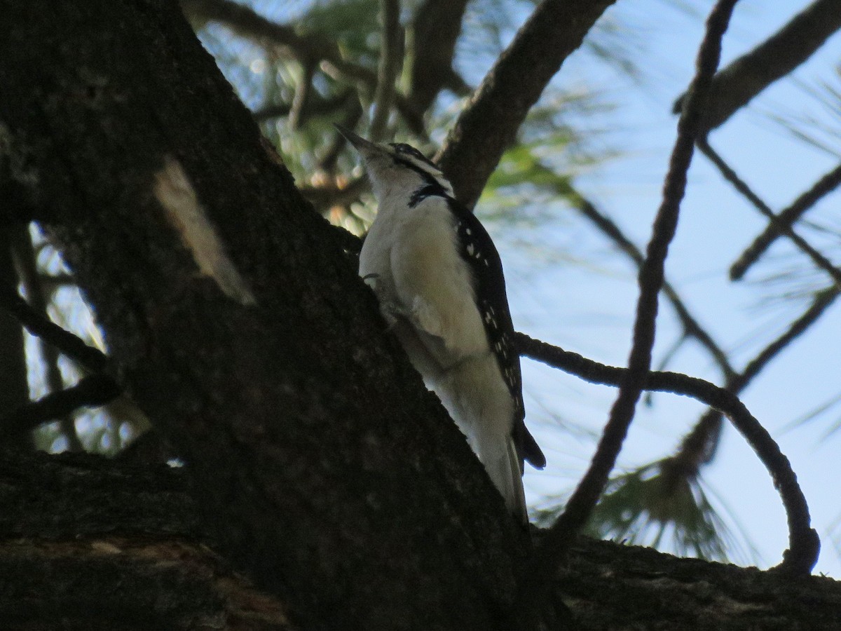 Hairy Woodpecker - ML409413781