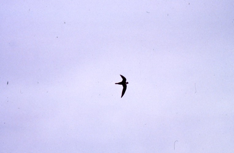 White-collared Swift - ML409414301