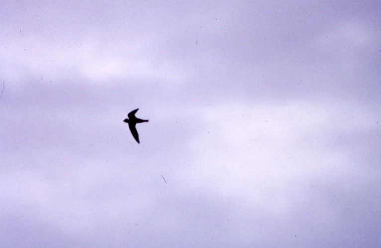 White-collared Swift - ML409414311