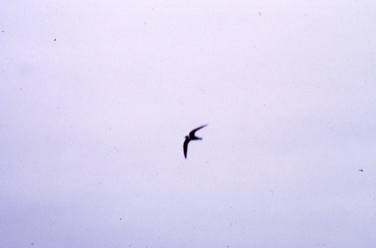 White-collared Swift - ML409414341