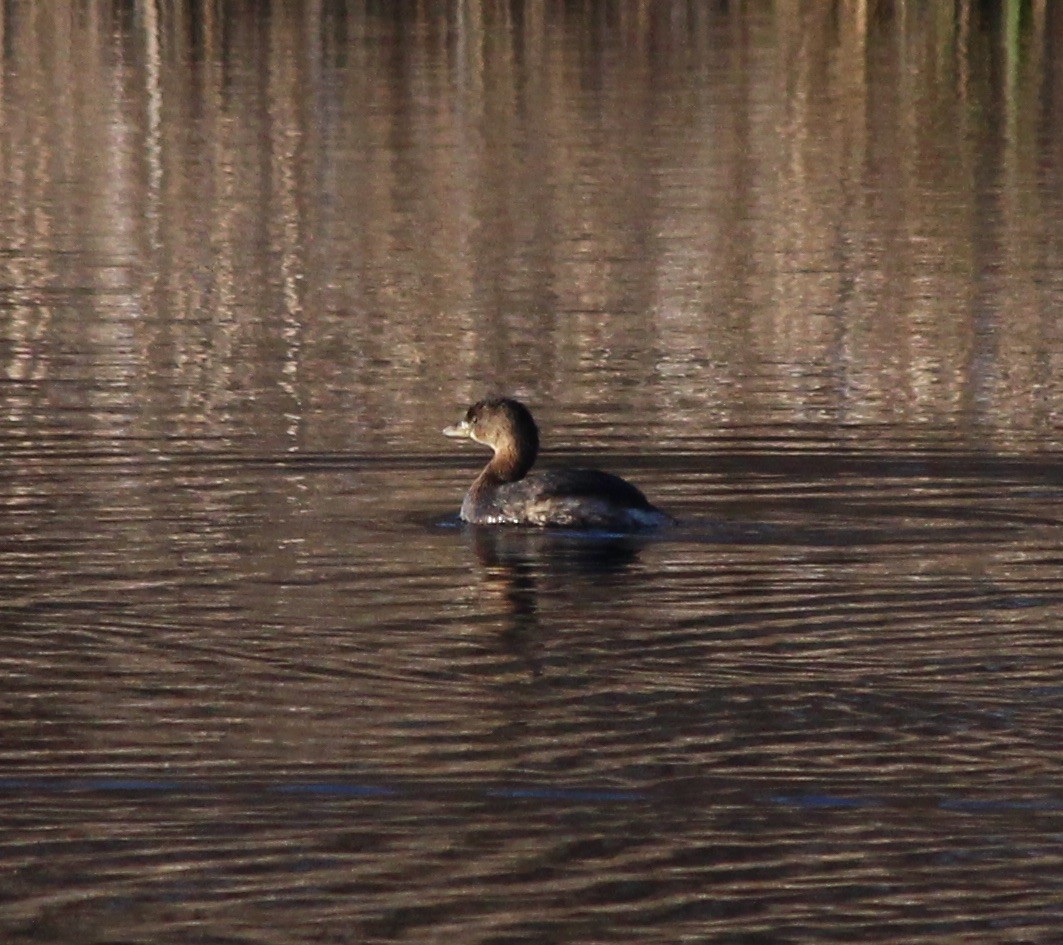 Pied-billed Grebe - Anonymous