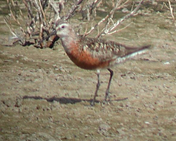 Curlew Sandpiper - Scott Holt