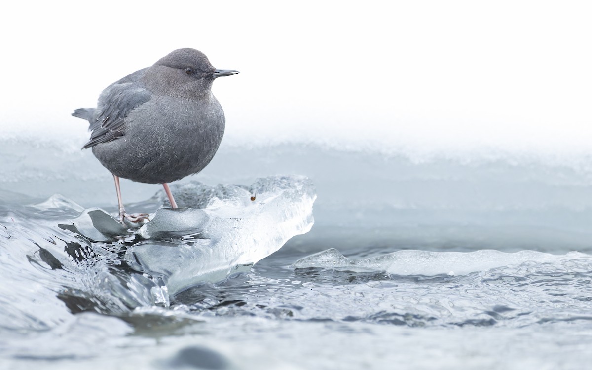 American Dipper - ML409416961