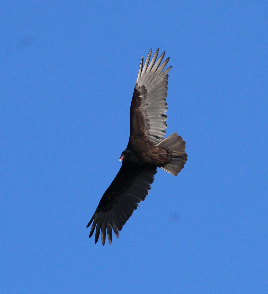 Turkey Vulture - ML409417311