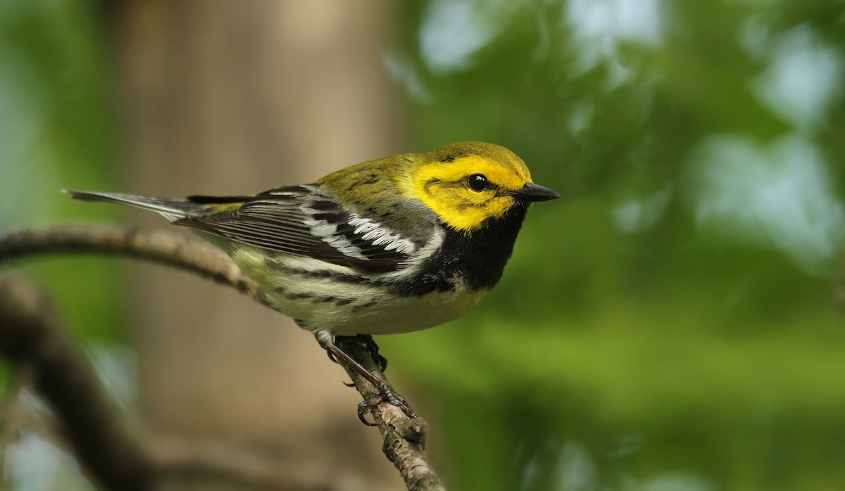 Black-throated Green Warbler - Ryan Schain
