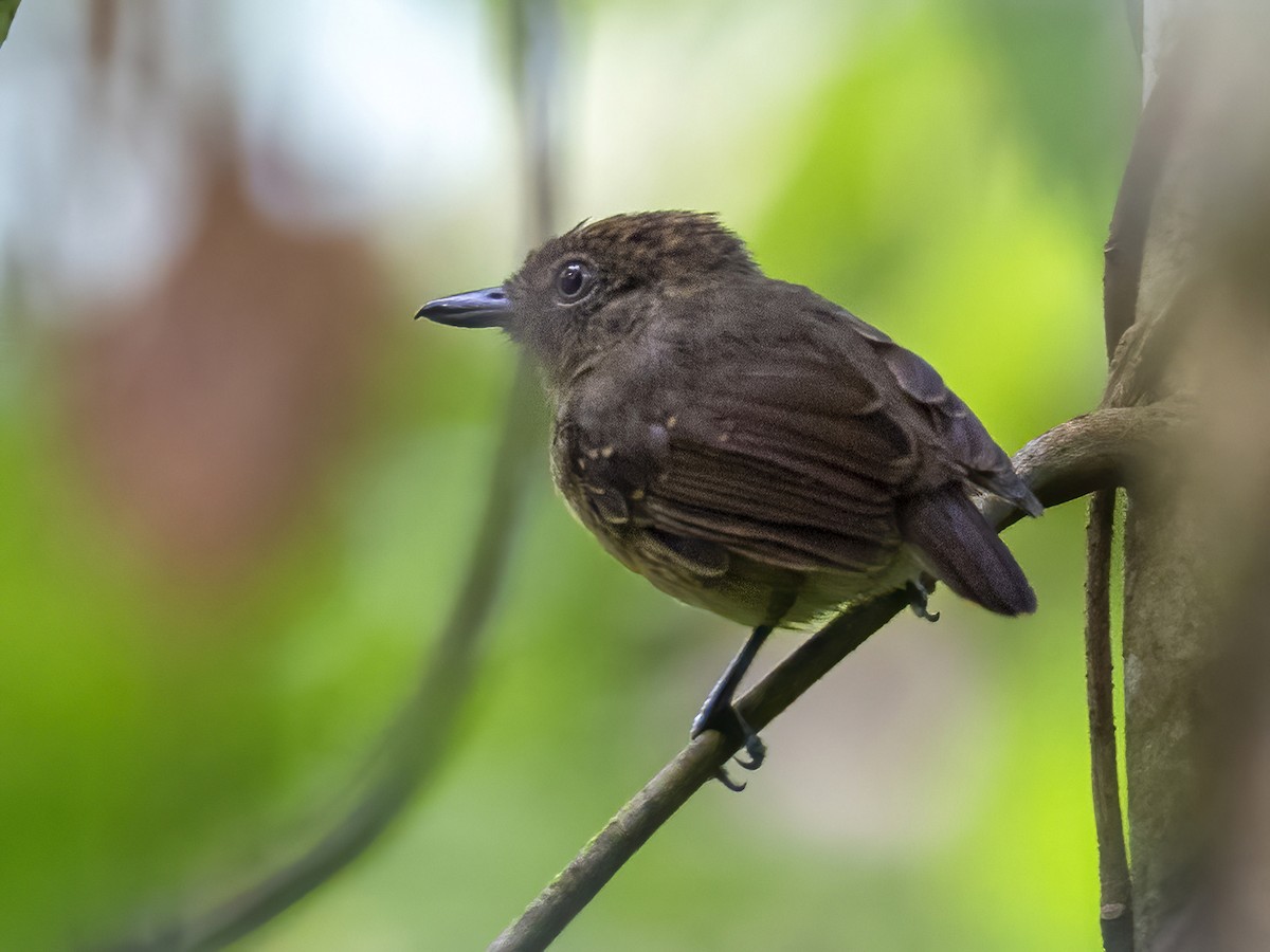 Spot-crowned Antvireo - ML409417961