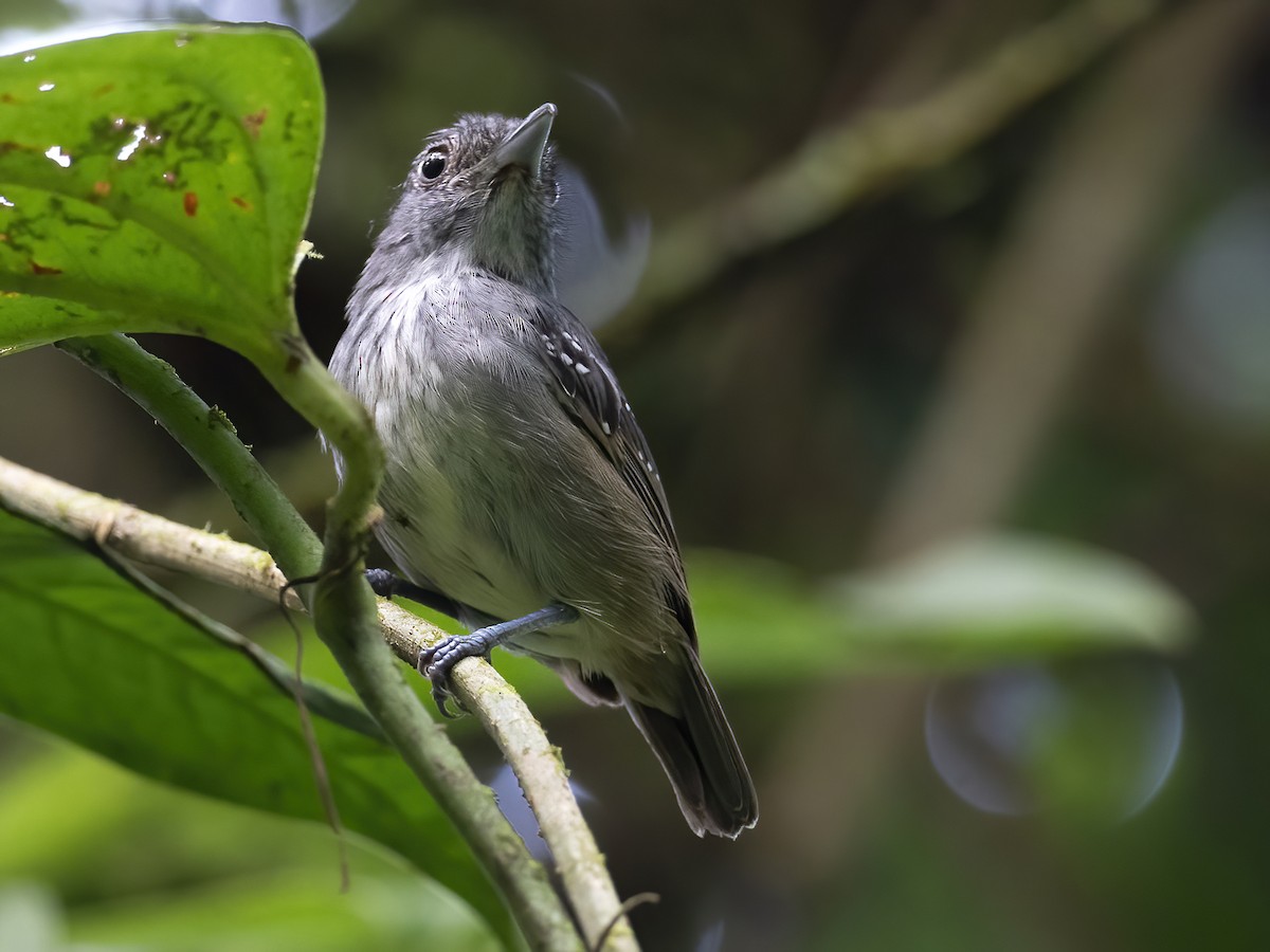 Spot-crowned Antvireo - Andres Vasquez Noboa