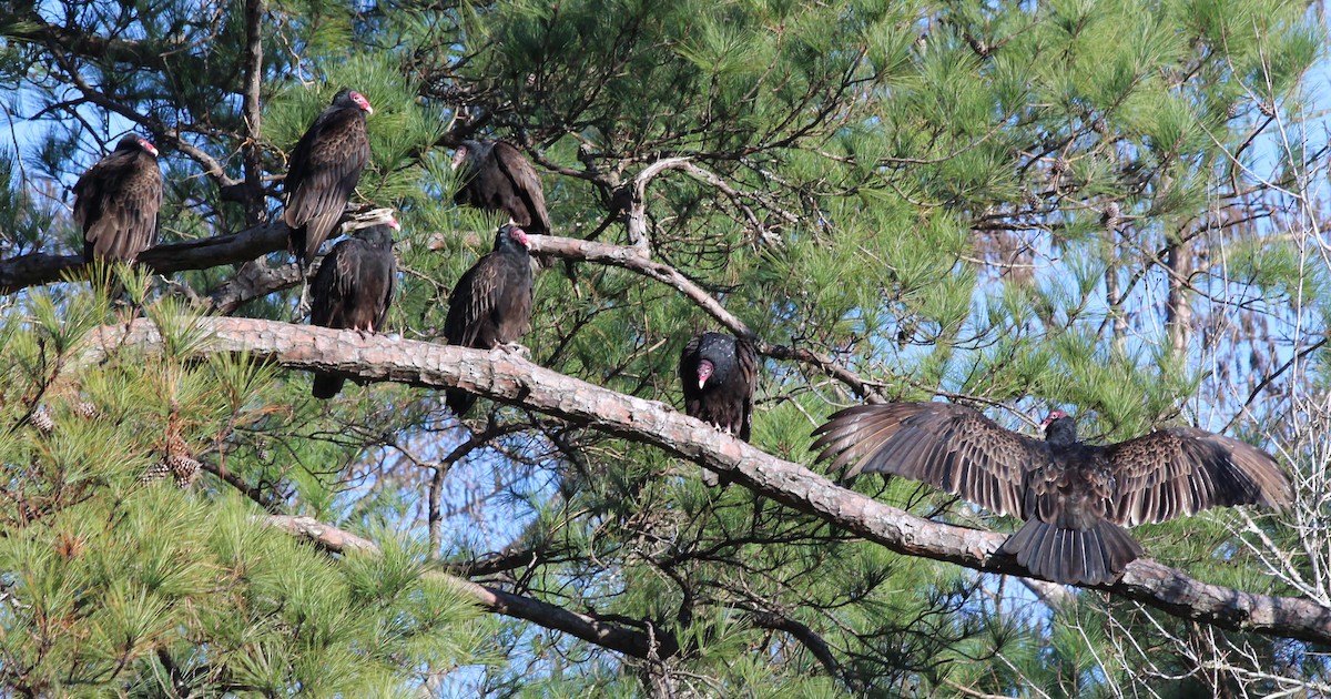 Turkey Vulture - ML409418081