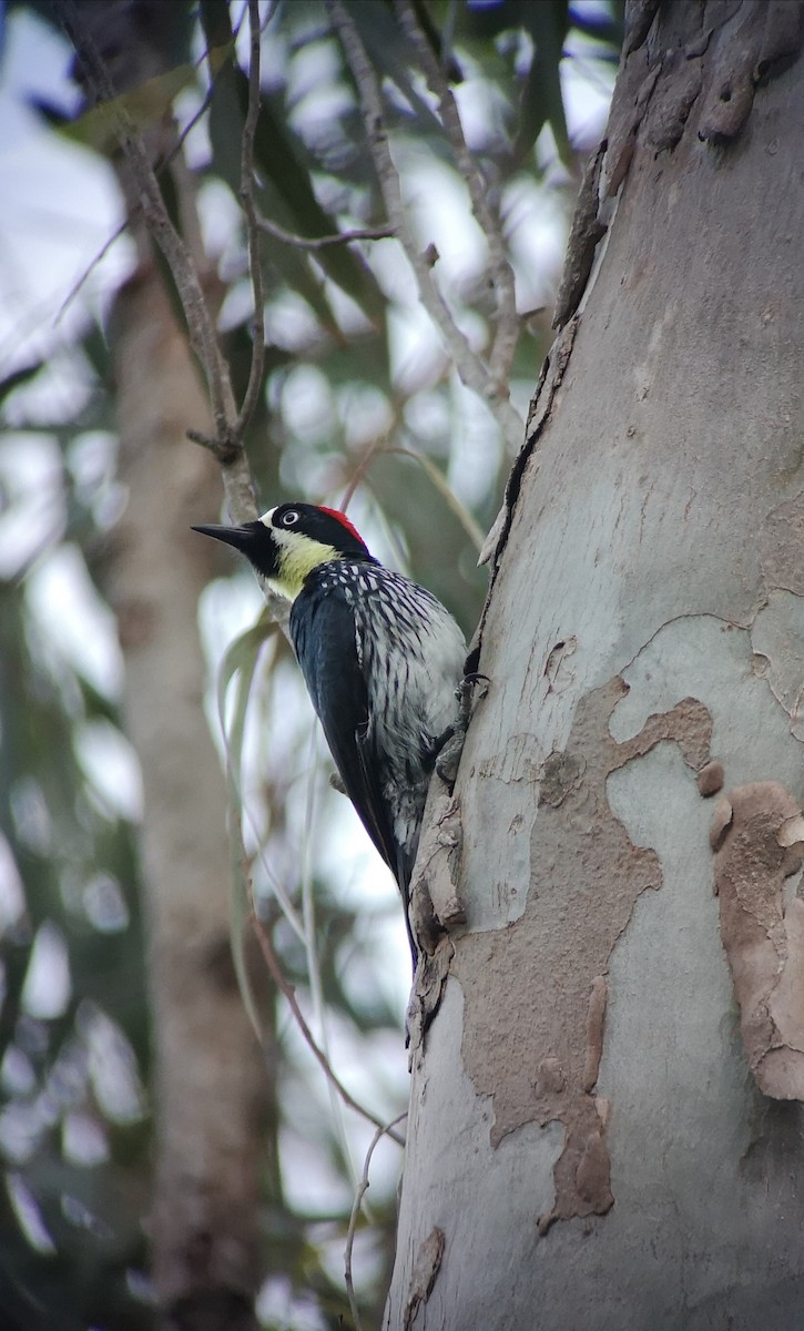 Acorn Woodpecker - ML409418141