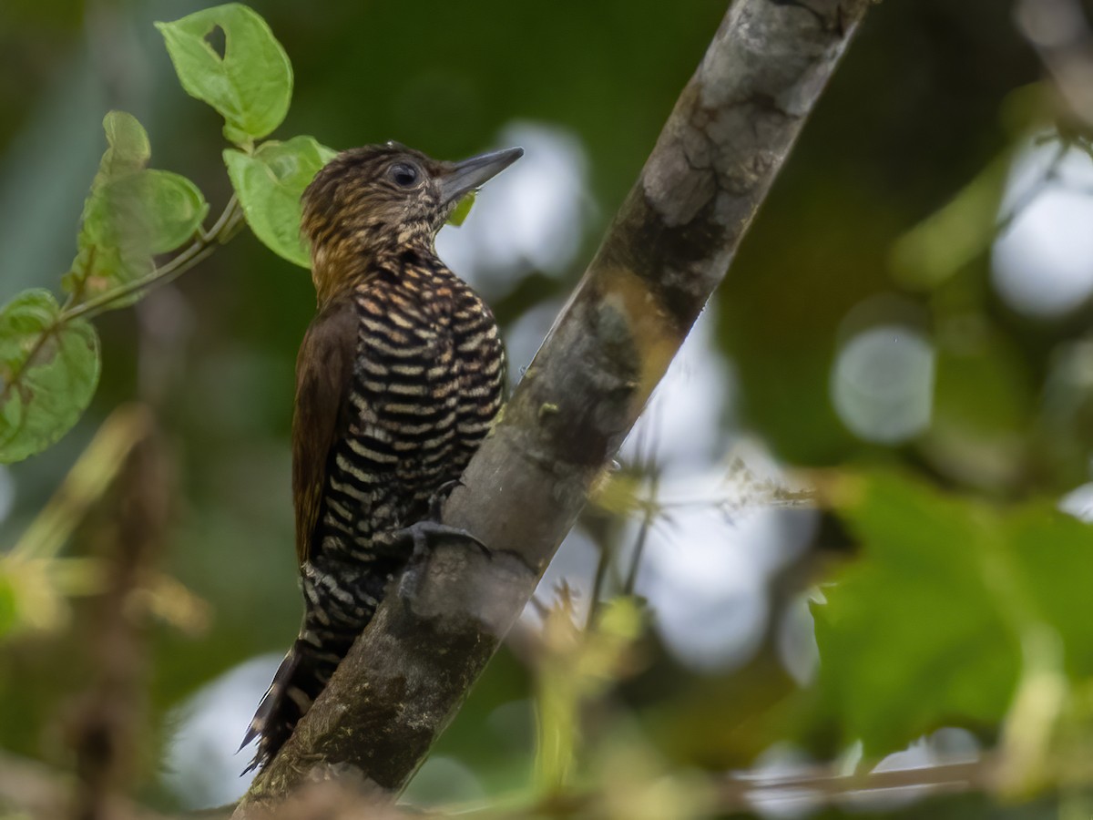 Carpintero del Chocó - ML409418191