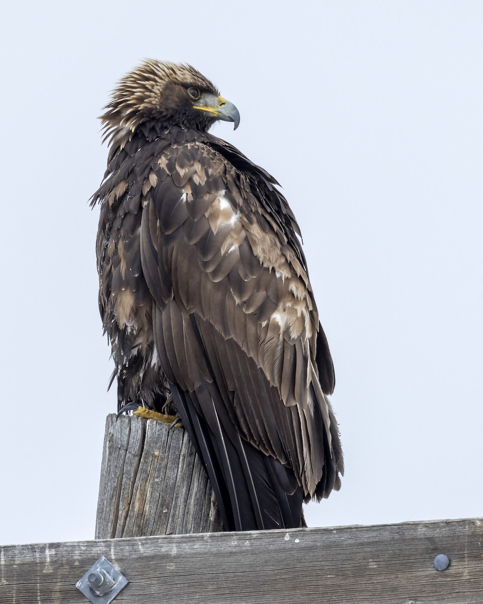 Golden Eagle - Bob Martinka