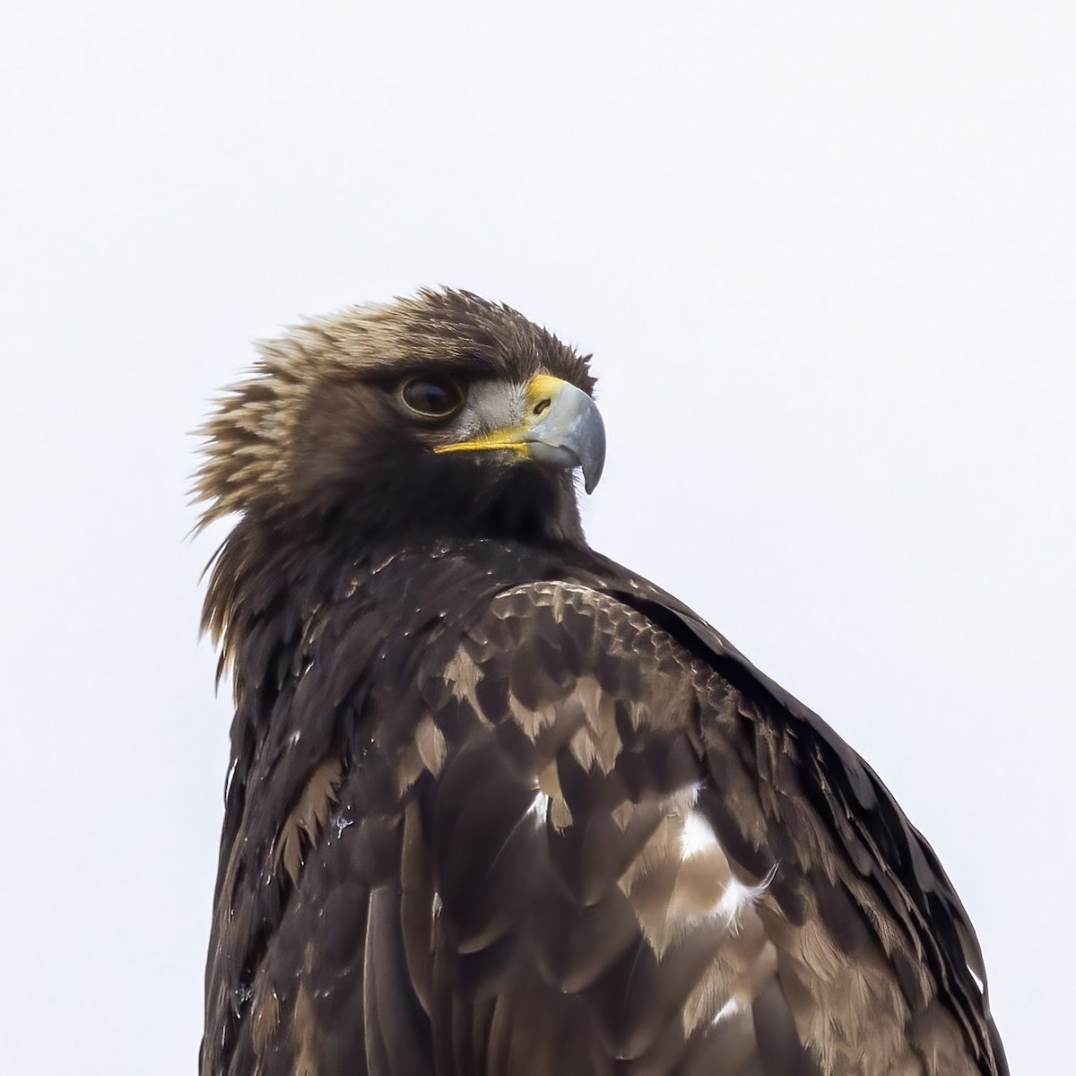 Golden Eagle - Bob Martinka