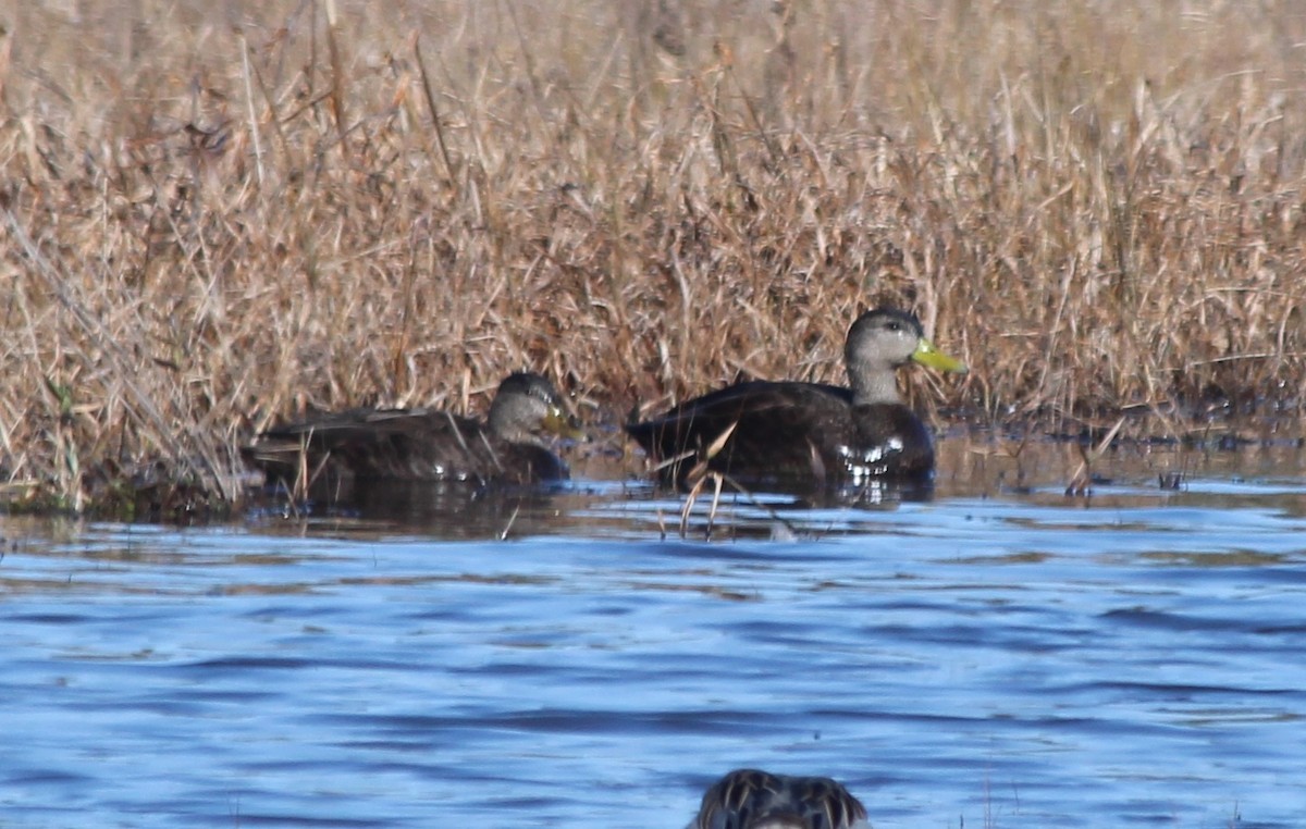 American Black Duck - ML409419571