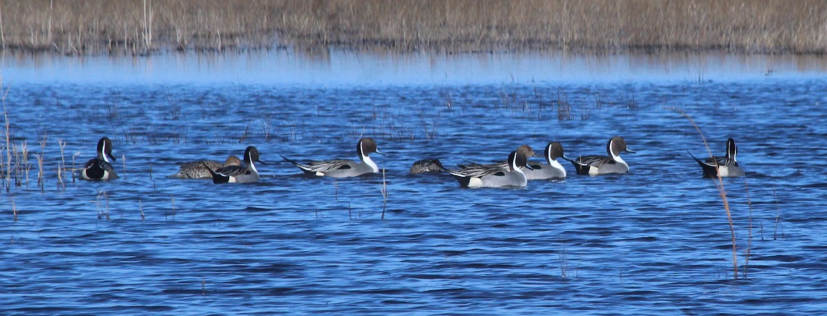 Northern Pintail - ML409419641