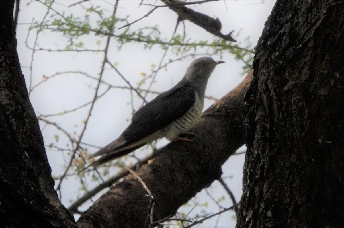 African Cuckoo - Daniel Ouellette