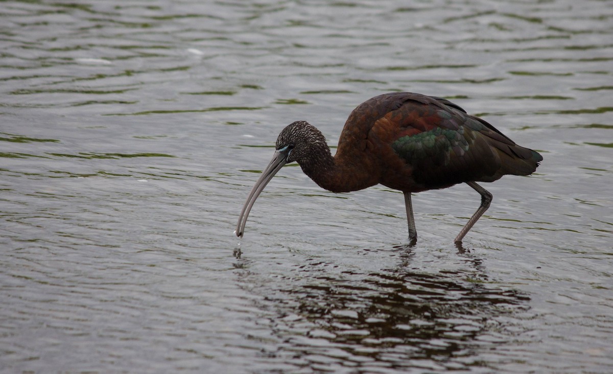 Glossy Ibis - Jared Conaway