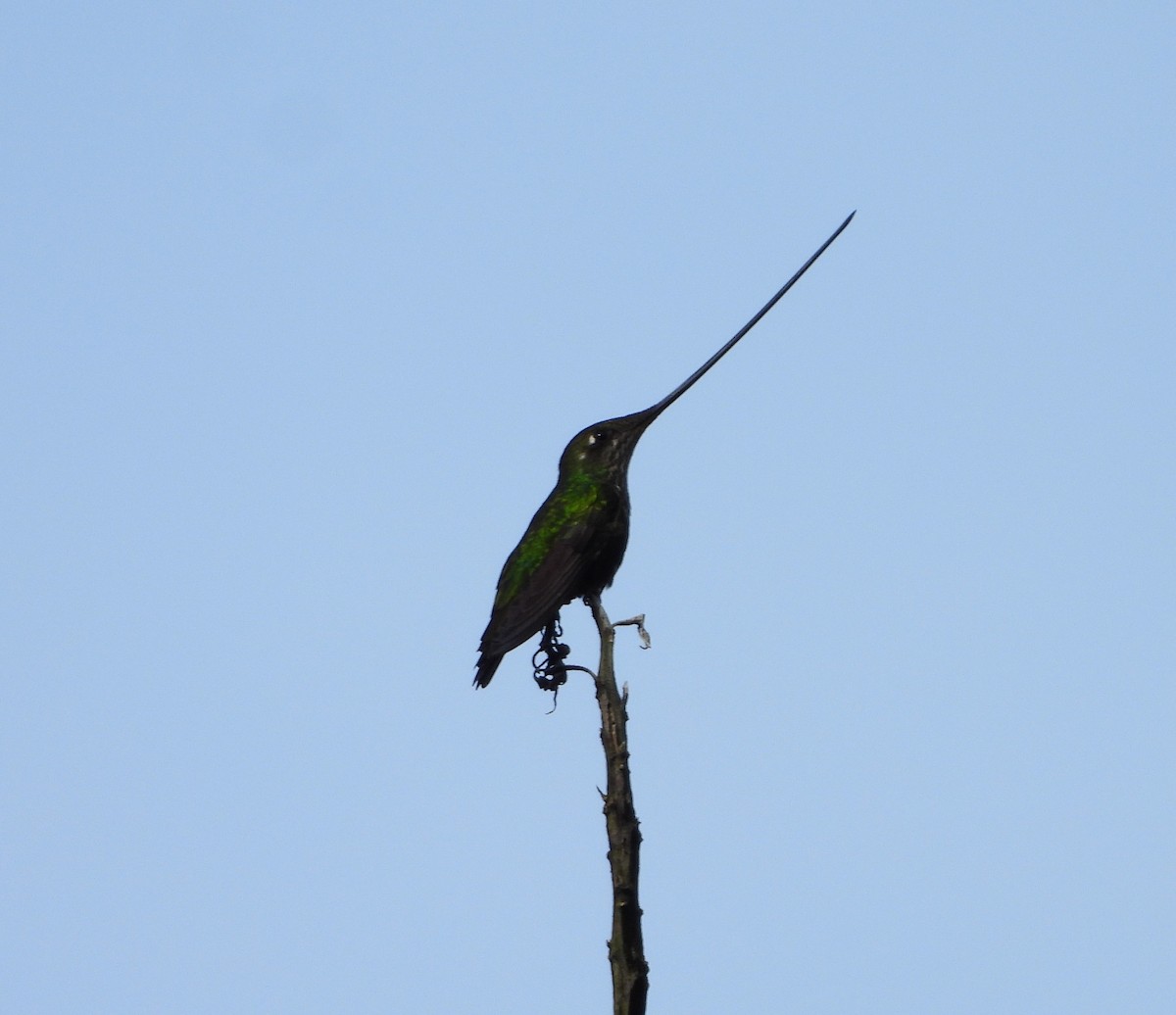 Sword-billed Hummingbird - ML409422931