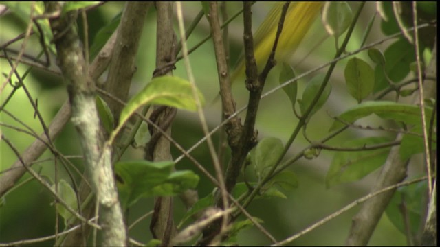 סבכון צהוב/סבכון מנגרובים - ML409423