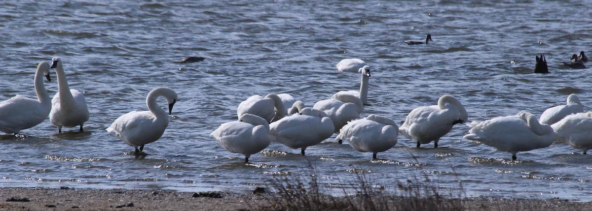 Tundra Swan - ML409423651