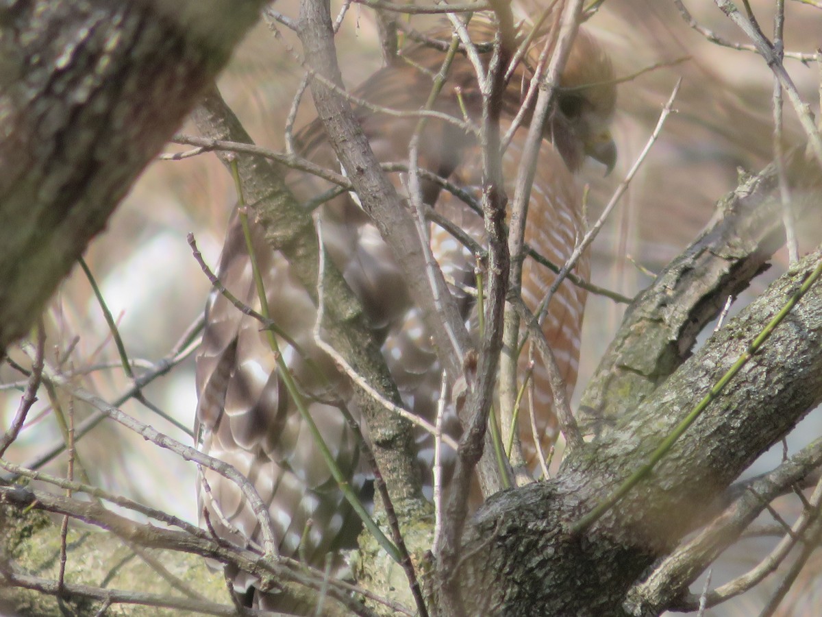 Red-shouldered Hawk - ML409424011