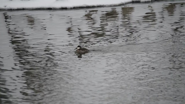 Ruddy Duck - ML409424711