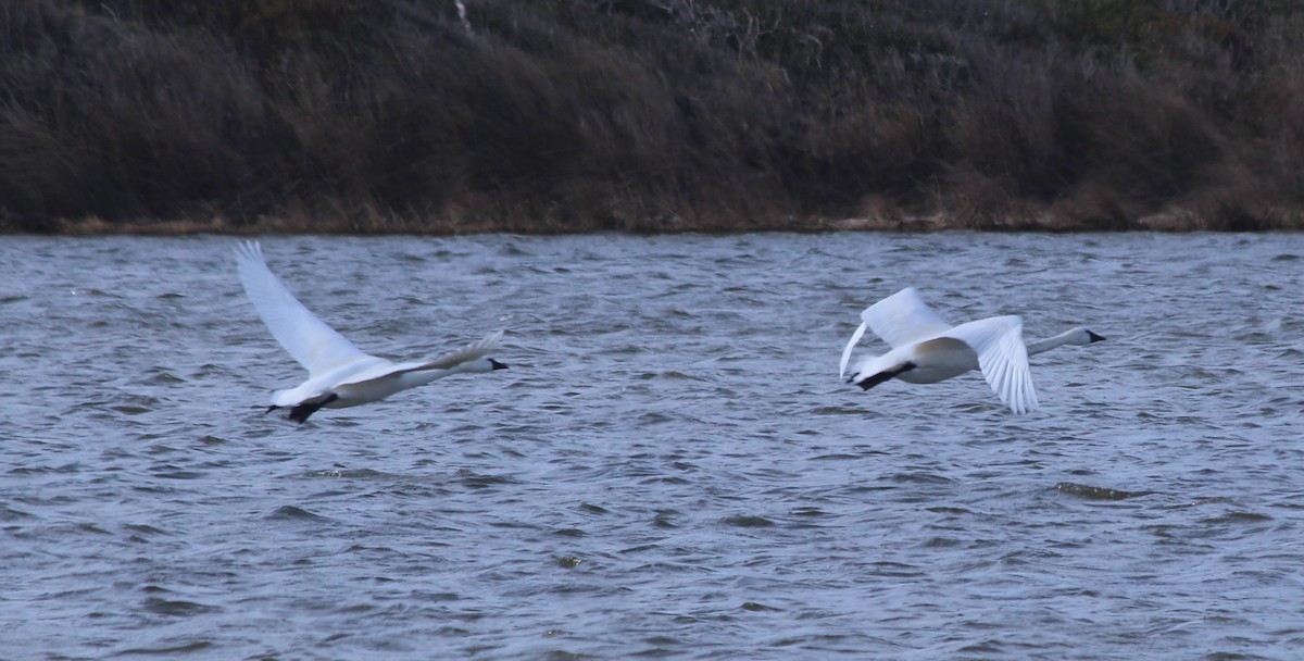 Tundra Swan - ML409424751