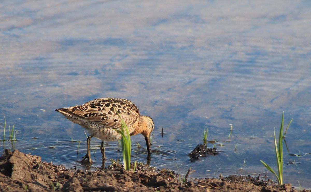Short-billed Dowitcher - ML40942561