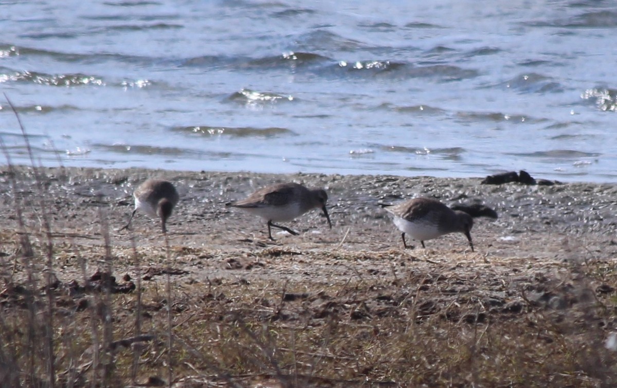 Western Sandpiper - ML409426091