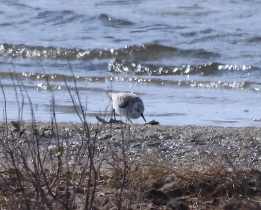 Sanderling - ML409426481