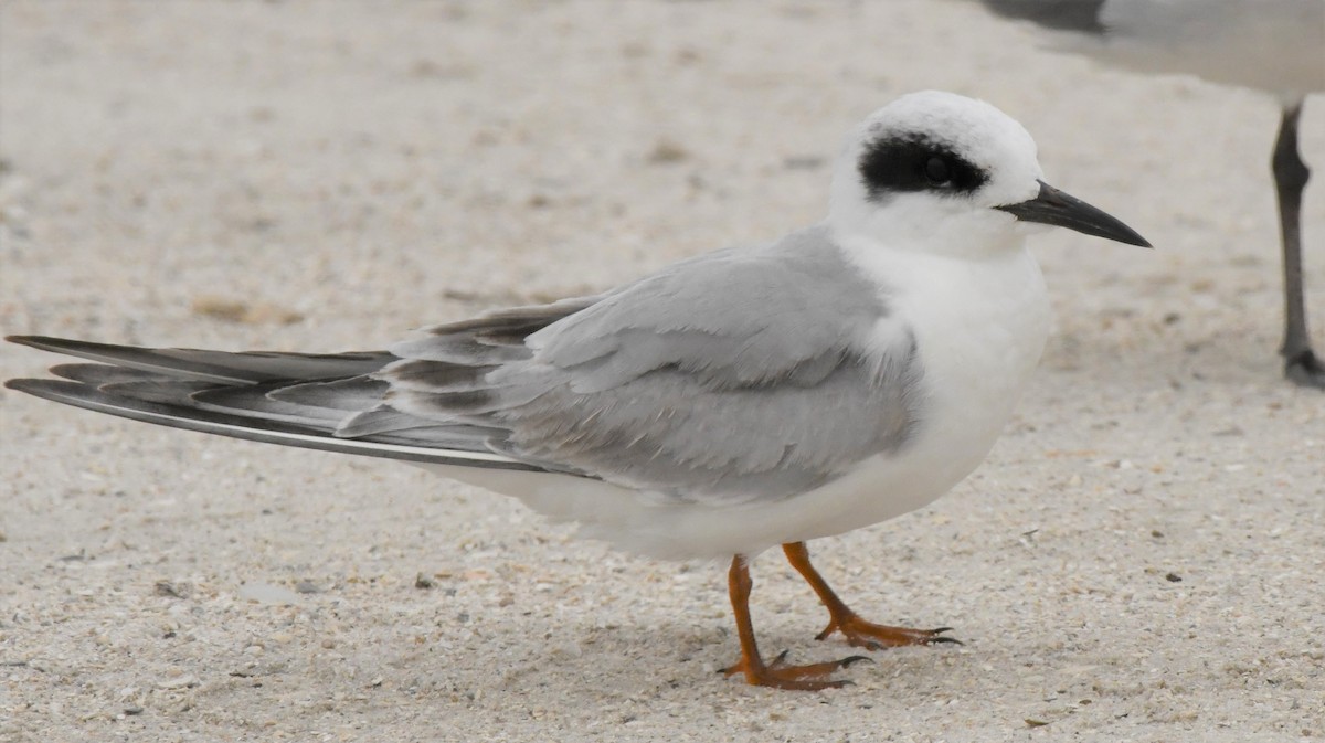 Forster's Tern - Gallus Quigley
