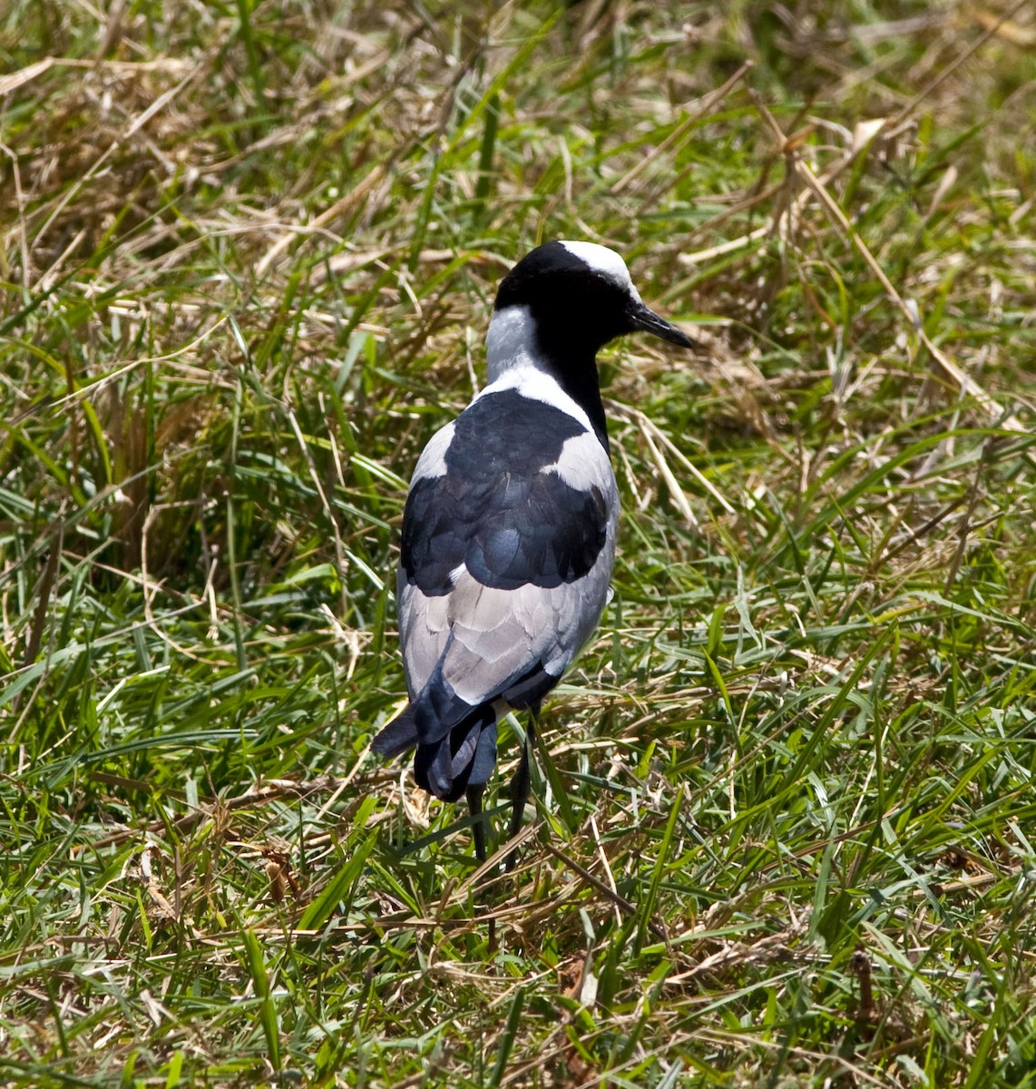 Blacksmith Lapwing - Mouser Williams