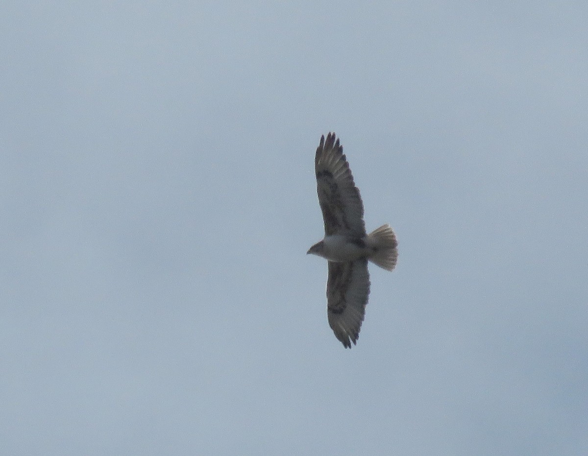 Ferruginous Hawk - Bryant Olsen