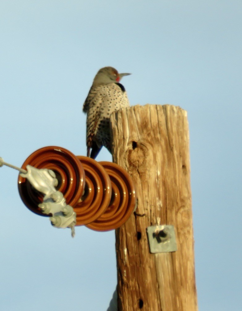 Northern Flicker (Red-shafted) - Tracy Fischer