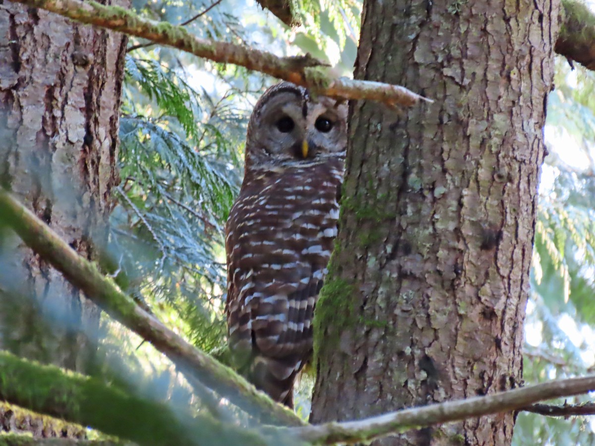 Barred Owl - ML409434281