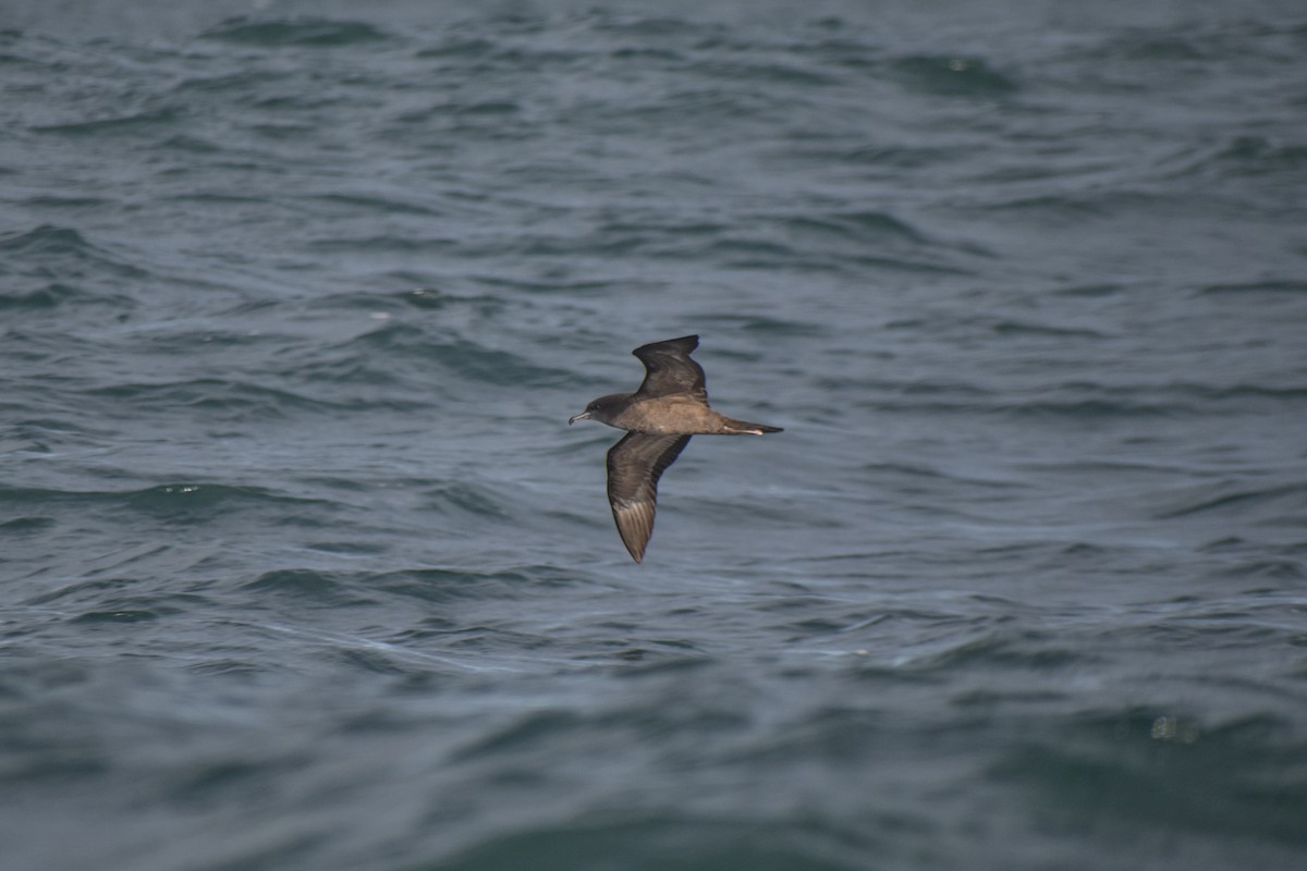 Wedge-tailed Shearwater - Archie Brennan