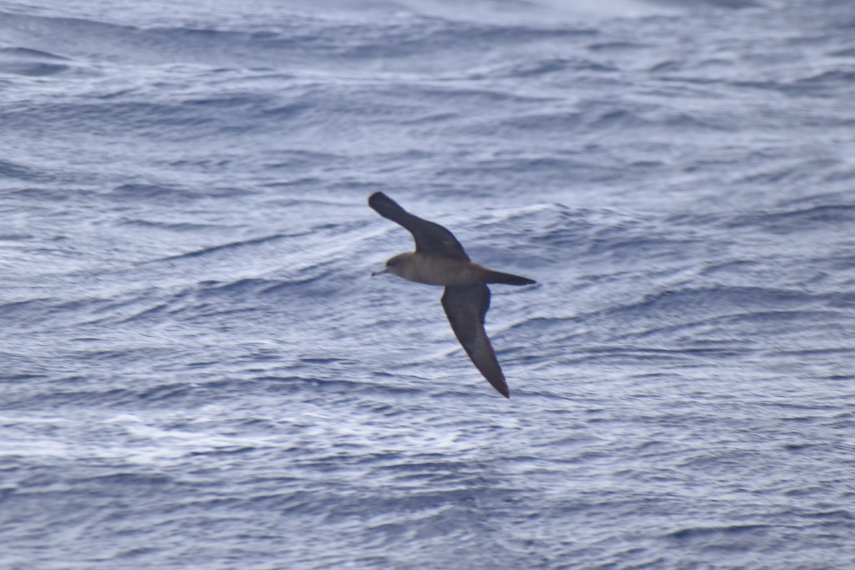 Wedge-tailed Shearwater - Archie Brennan