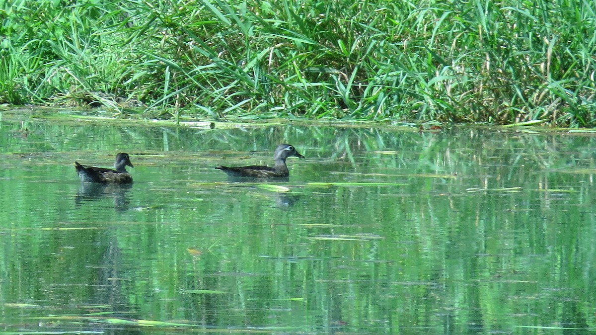 Wood Duck - ML409435431