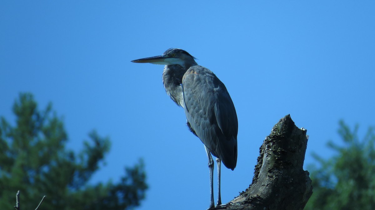 Great Blue Heron - ML409435581