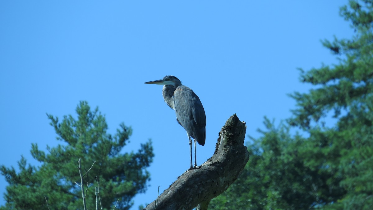 Great Blue Heron - ML409435591