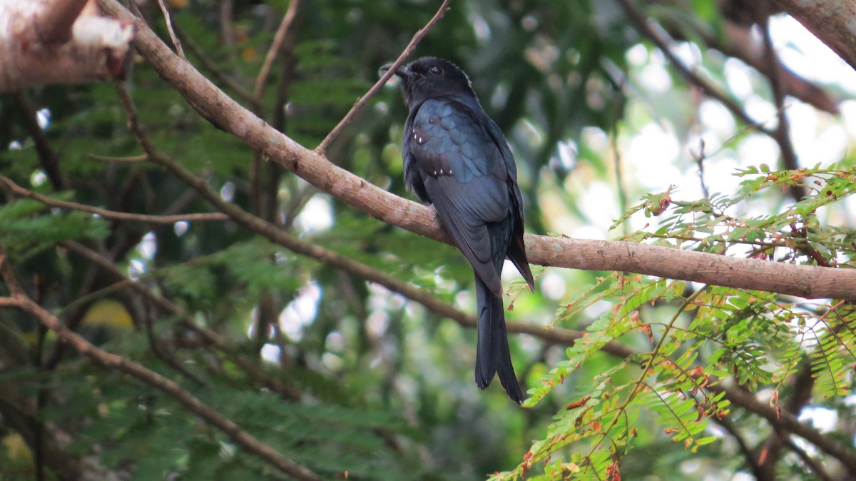 Square-tailed Drongo-Cuckoo - ML40943721
