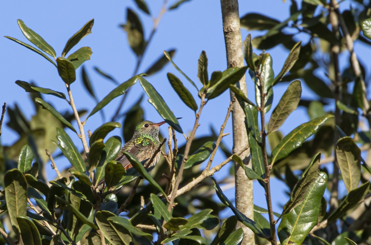 Buff-bellied Hummingbird - Keith Watson