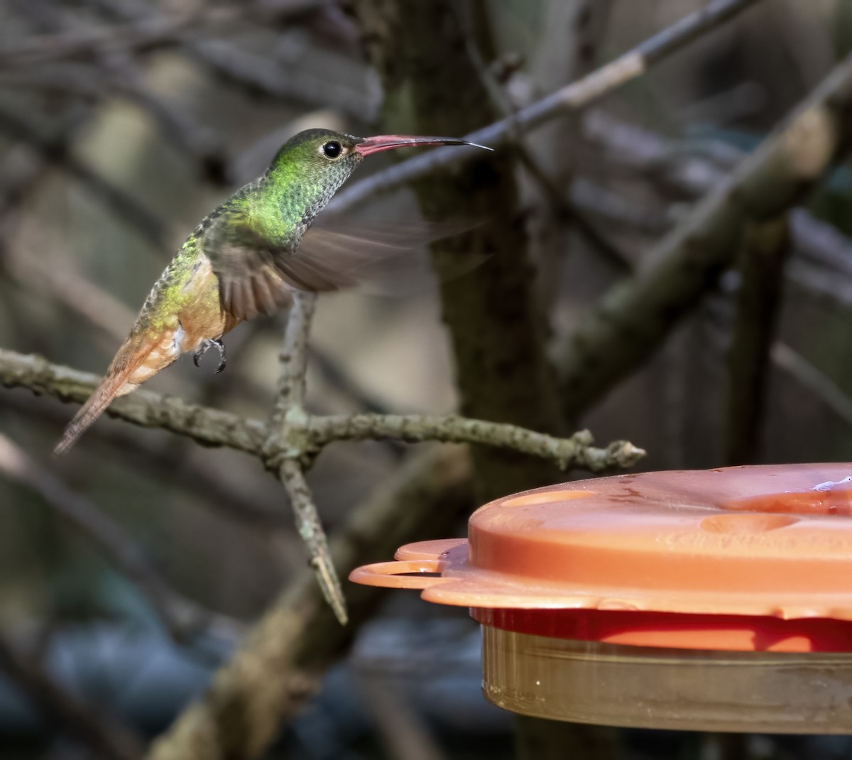 Buff-bellied Hummingbird - Keith Watson