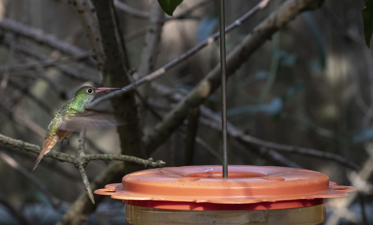 Buff-bellied Hummingbird - Keith Watson