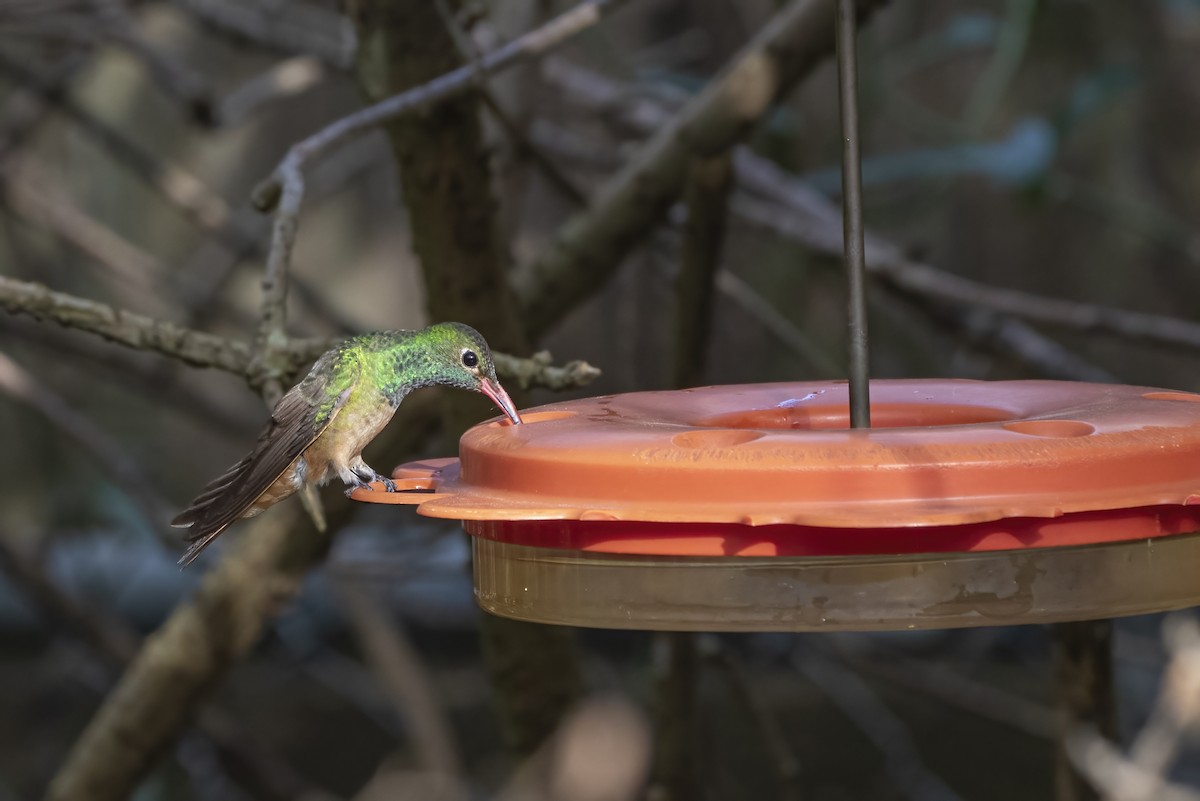 kolibřík yukatanský - ML409439111