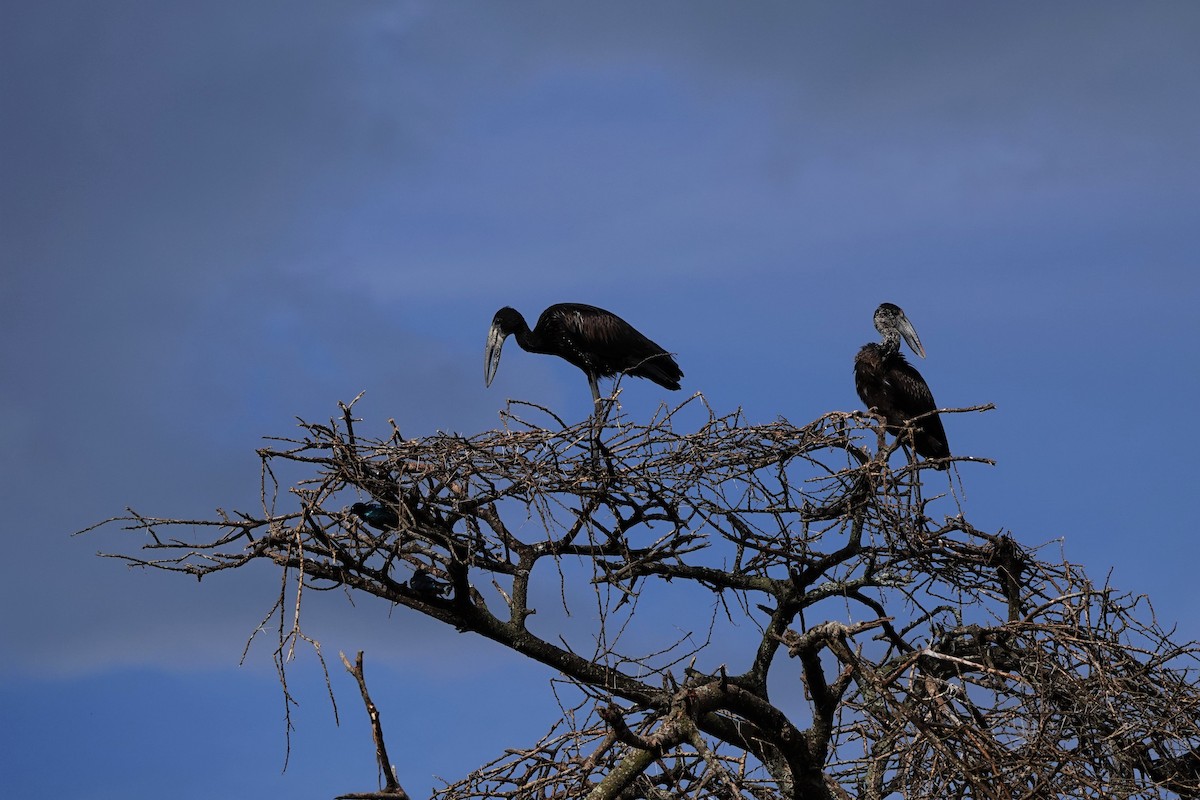 African Openbill - ML409439131