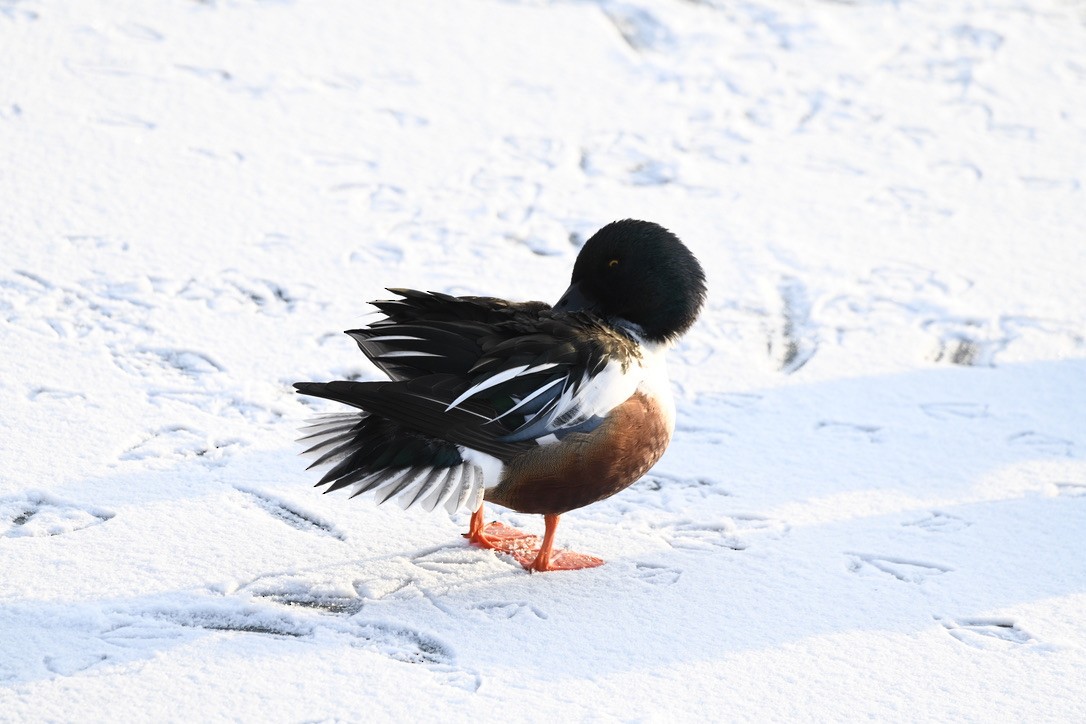 lžičák pestrý - ML409439151